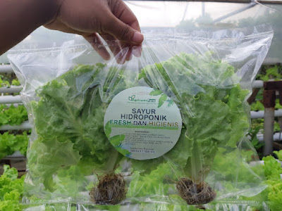 Selada segar Agrivania Farm