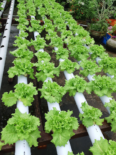 Panen segar langsung dari farm