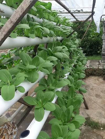 Lingkungan farm yang terawat