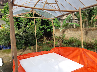 Tampilan selada yang menarik