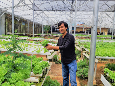 Pilihan panen yang siap dipasarkan